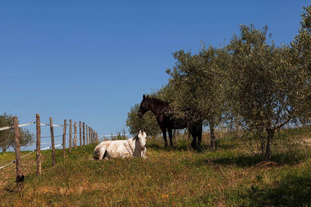 Agriturismo La Collina П'єнца Екстер'єр фото